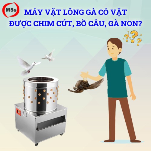 Máy vặt lông gà có vặt được lông chim cút?