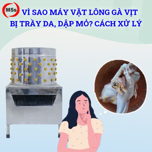 Vì sao máy vặt lông gà vịt bị trầy da, dập mỏ? Cách xử lý