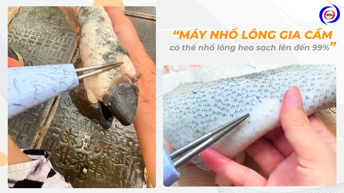 Hiệu quả của máy nhổ lông măng khi nhổ lông heo