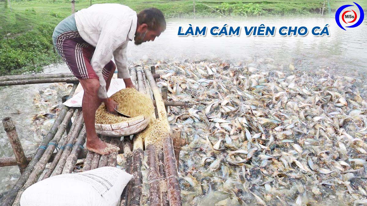 Làm cám viên cho cá tôm