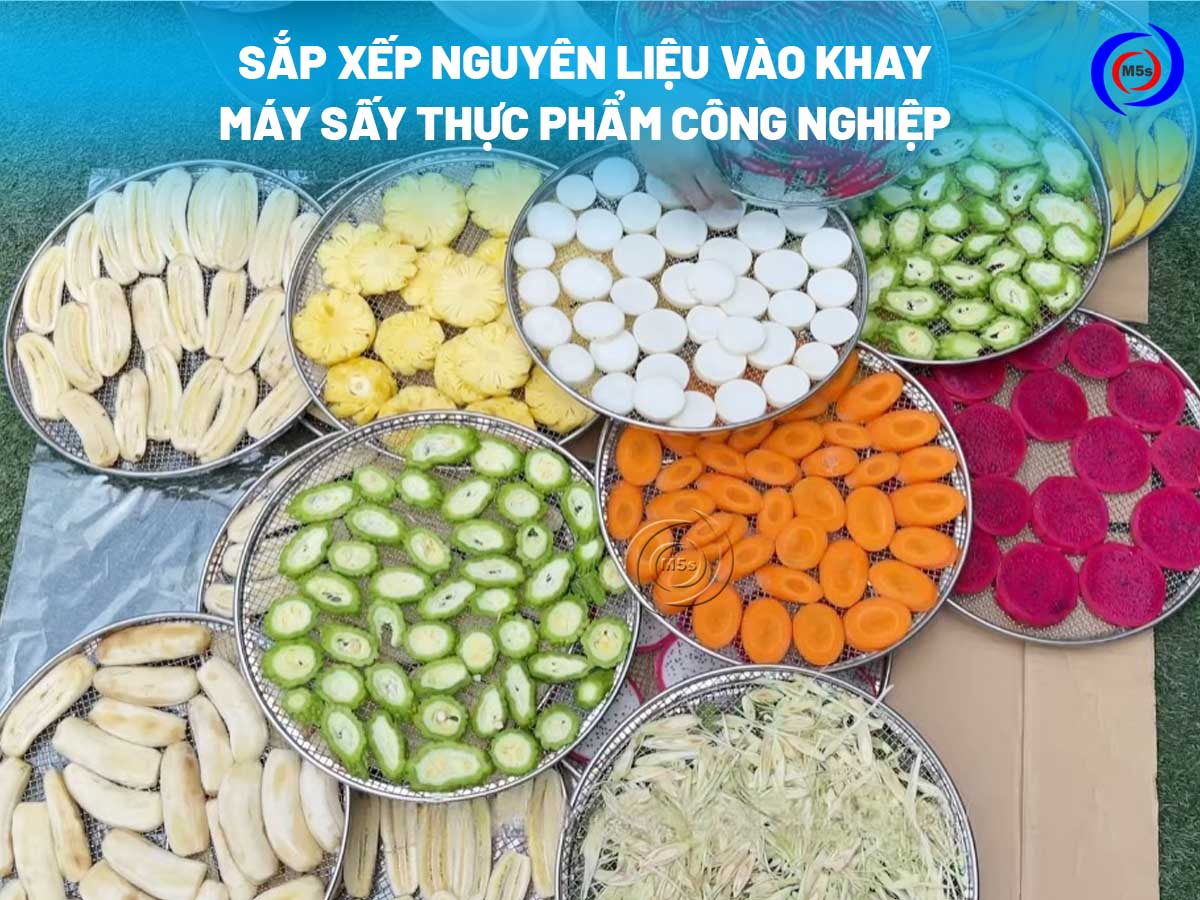 Sắp xếp nguyên liệu vào khay máy sấy thực phẩm công nghiệp Sắp xếp nguyên liệu vào khay máy sấy thực phẩm công nghiệp